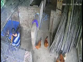【独家爆料】媳妇不如“鸡”?趁着媳妇看电视“奸鸡给狗看”艹的“鸡”嗷嗷叫!!